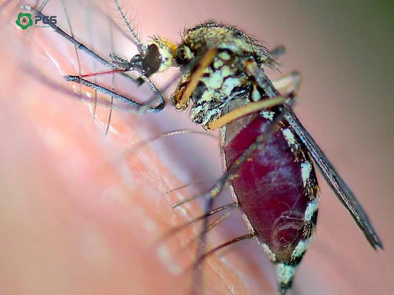 công ty diệt muỗi tại Bắc Ninh